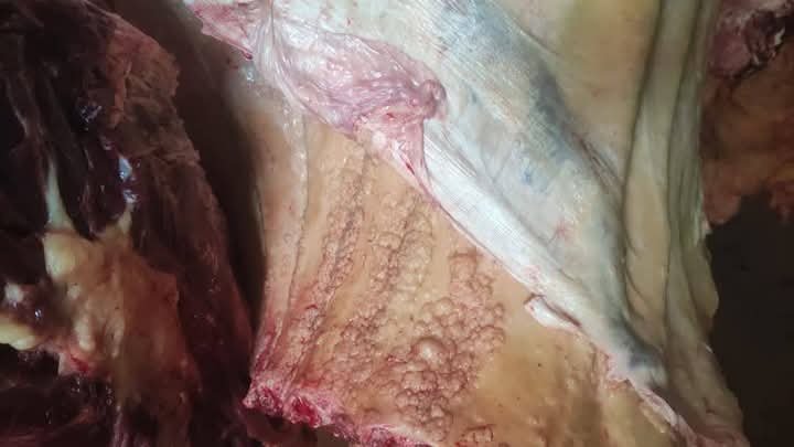 ENCUENTRAN RES CON TUBERCULOSIS EN EL MATADERO DE PAILÓN