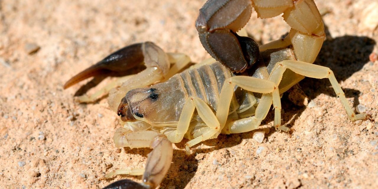 DESCUBREN RARA ESPECIE DE ESCORPIÓN QUE PUEDE ROCIAR VENENO DESDE LEJOS