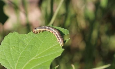 PLAGA DE ‘GUSANO COGOLLERO’ AFECTA A VARIOS MUNICIPIOS DEL VALLE ALTO Y VALLE BAJO