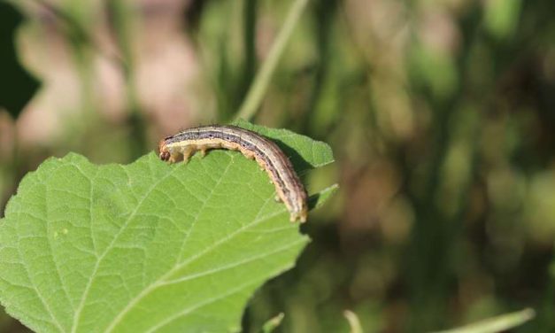 PLAGA DE ‘GUSANO COGOLLERO’ AFECTA A VARIOS MUNICIPIOS DEL VALLE ALTO Y VALLE BAJO