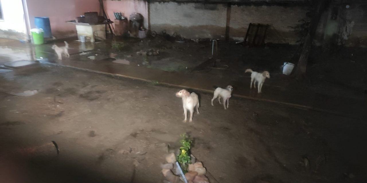 MUJER DE LA TERCERA EDAD MUERE TRAS SER ATACADA POR SUS PROPIOS PERROS