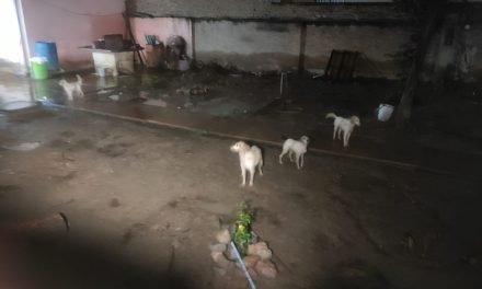 MUJER DE LA TERCERA EDAD MUERE TRAS SER ATACADA POR SUS PROPIOS PERROS