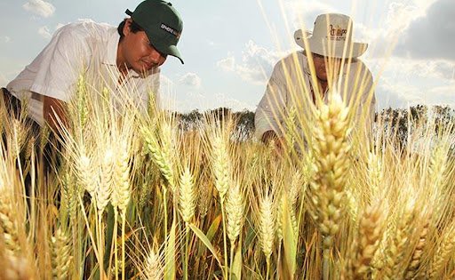 GOBIERNO AMPLÍA HASTA EL 31 DE AGOSTO LA IMPORTACIÓN DEL TRIGO CON ARANCEL CERO