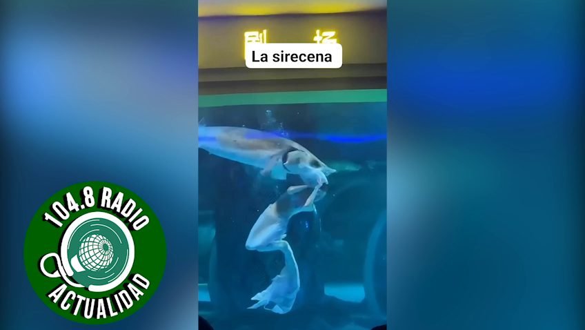 UN PEZ GRANDE LE MORDIÓ LA CABEZA A UNA MUJER QUE TRABAJABA COMO ‘SIRENA’ EN UN ACUARIO