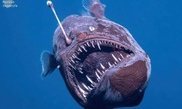 CAPTAN POR PRIMERA VEZ AL PEZ «DIABLO NEGRO» EMERGIENDO DEL ABISMO