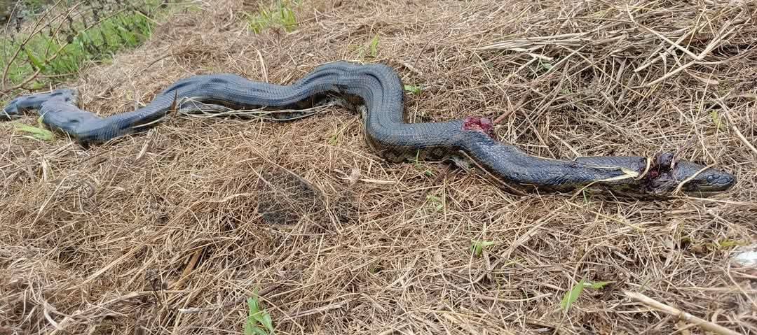 SACRIFICAN A UNA SICURÍ QUE INTENTÓ DEVORAR A UN NIÑO DE 10 AÑOS EN PUERTO ALMACEN