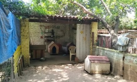 DENUNCIAN ATAQUES A REFUGIOS DE PERROS QUE PONEN EN RIESGO A LOS ANIMALES