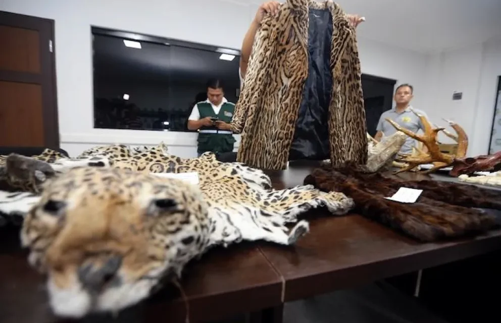 DIPUTADA INGRESA DEMANDA POR BIOCIDIO DE JAGUARES ANTE EL TRIBUNAL AGROAMBIENTAL