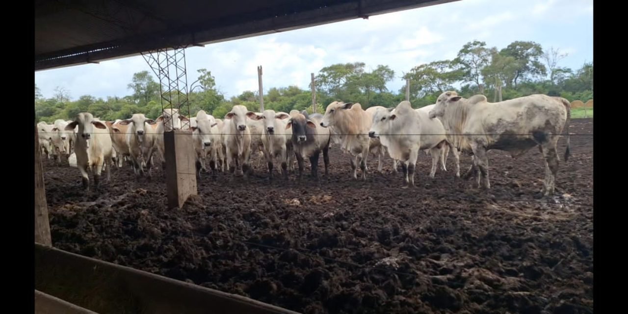 PRODUCTORES DE CARNE GARANTIZAN ABASTECIMIENTO