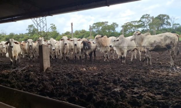 PRODUCTORES DE CARNE GARANTIZAN ABASTECIMIENTO