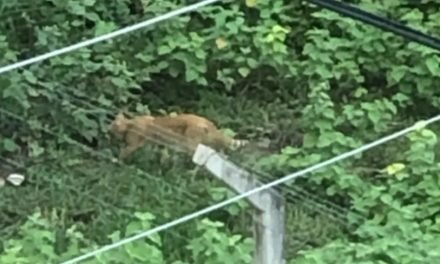 VECINOS VEN A UN PUMA POR LA AVENIDA BENI OCTAVO ANILLO