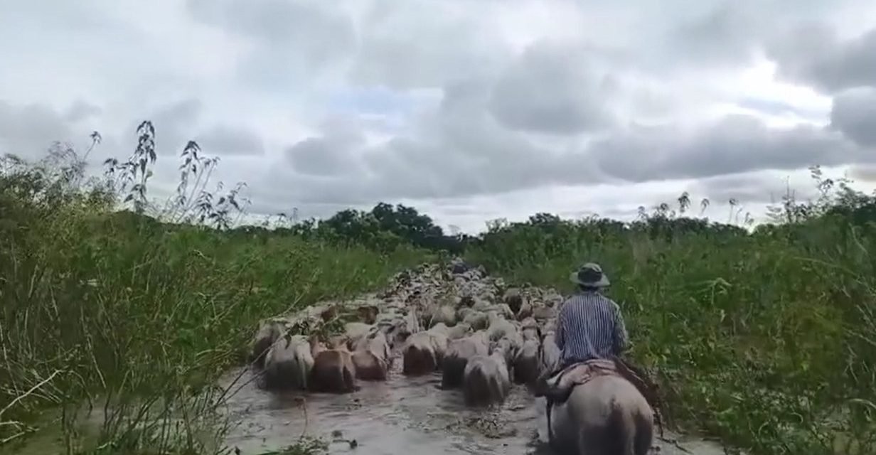 MÁS DE 200 MIL CABEZAS DE GANADO EL RIESGO POR  INUNDACIONES