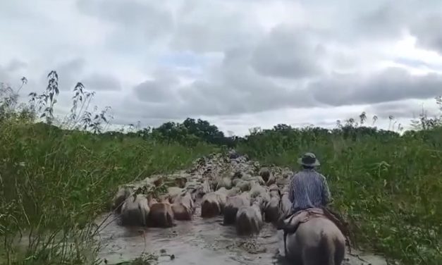 MÁS DE 200 MIL CABEZAS DE GANADO EL RIESGO POR  INUNDACIONES