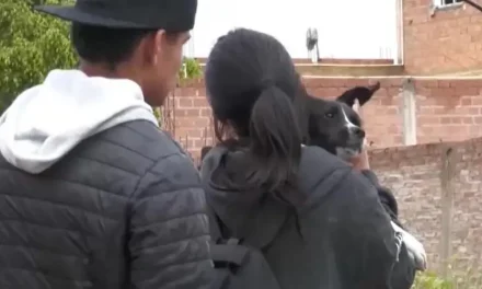 RESCATAN A ANIMALES DE LA ZONA AFECTADA POR HUNDIMIENTOS EN COCHABAMBA