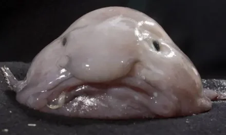 EL “ANIMAL MÁS FEO DEL MUNDO” FUE CORONADO COMO PEZ DEL AÑO EN NUEVA ZELANDA