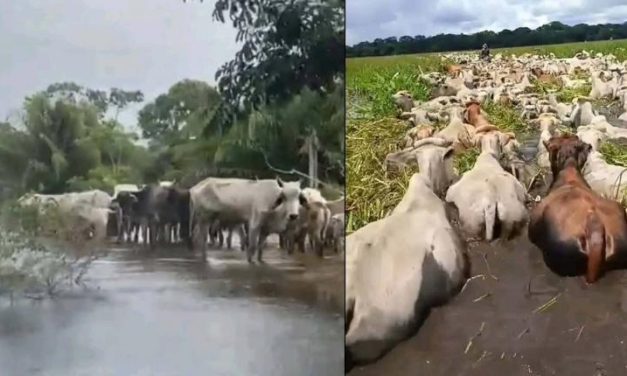 LLUVIAS AFECTAN AL GANADO EN GUARAYOS Y EL PUENTE, ARMADA AYUDA CON EMBARCACIONES