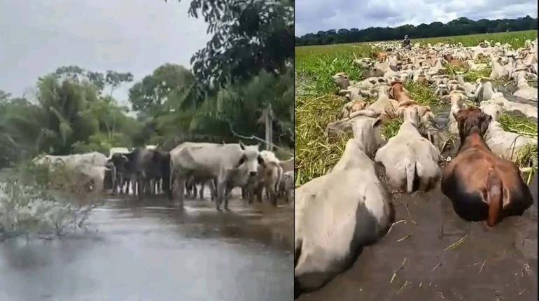 LLUVIAS AFECTAN AL GANADO EN GUARAYOS Y EL PUENTE, ARMADA AYUDA CON EMBARCACIONES