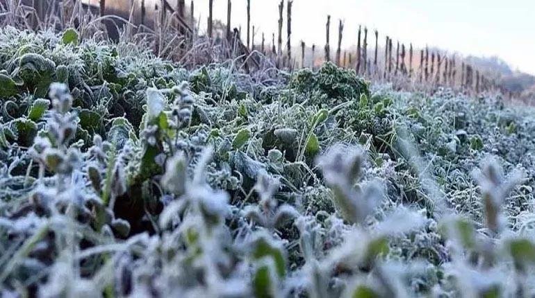 PRONOSTICAN HELADAS EN LOS DEPARTAMENTOS DE TARIJA, CHUQUISACA Y SANTA CRUZ