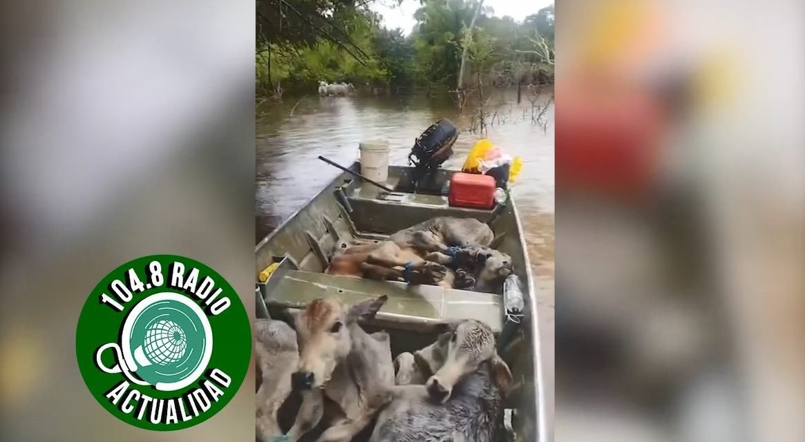 EN LANCHAS INTENTAN SALVAR GANADO EN GUARAYOS