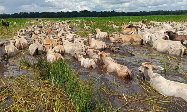 INUNDACIONES PROVOCAN LA MUERTE DE 2.000 CABEZAS DE GANADO EN ASCENSIÓN DE GUARAYOS
