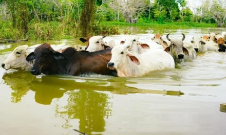 LLUVIAS PONEN EN RIESGO MÁS DE 5.000 CABEZAS DE GANADO