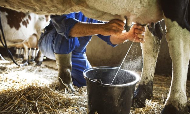 SENASAG PIERDE CREDIBILIDAD ANTE EL SAG DE CHILE Y SE TRUNCA EXPORTACIÓN DE LECHE BOLIVIANA