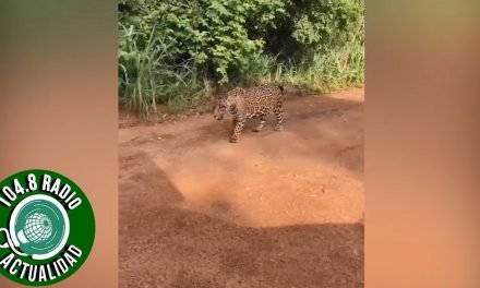 TRES JAGUARES DEAMBULAN POR UN BARRIO DE SANTA CRUZ