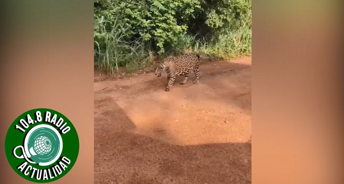 TRES JAGUARES DEAMBULAN POR UN BARRIO DE SANTA CRUZ