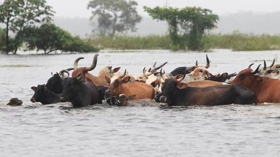 MÁS DE 8.000 RESES MURIERON POR LAS LLUVIAS E INUNDACIONES EN BENI Y HAY 516.000 EN RIESGO
