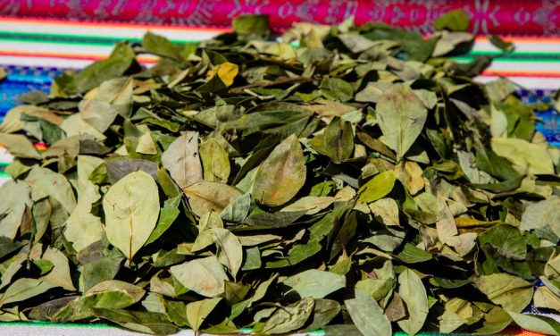 LA OMS DECIDIRÁ EN OCTUBRE SI LA HOJA DE COCA DEBE SER LEGAL
