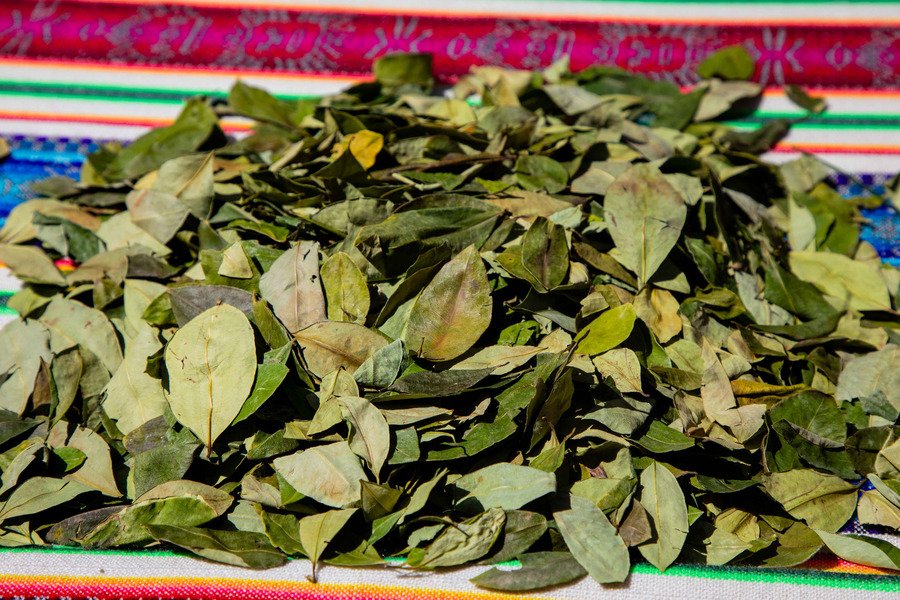 LA OMS DECIDIRÁ EN OCTUBRE SI LA HOJA DE COCA DEBE SER LEGAL