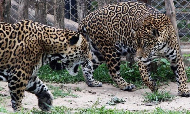 PROHIBIDO MATAR JAGUARES, PAUSA AMBIENTAL Y PROTECCIÓN PARA LOS DEFENSORES