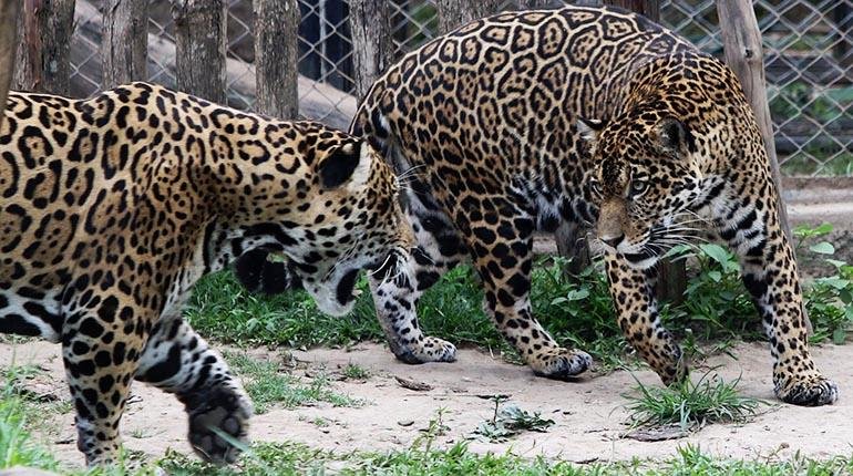 PROHIBIDO MATAR JAGUARES, PAUSA AMBIENTAL Y PROTECCIÓN PARA LOS DEFENSORES