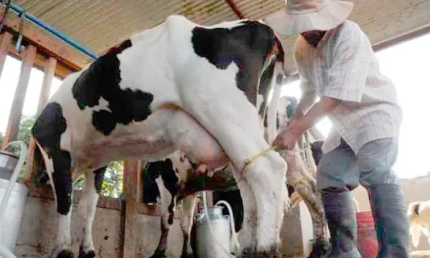 GOBIERNO PROPONE A PRODUCTORES SUBIR 50 CENTAVOS POR LITRO DE LECHE