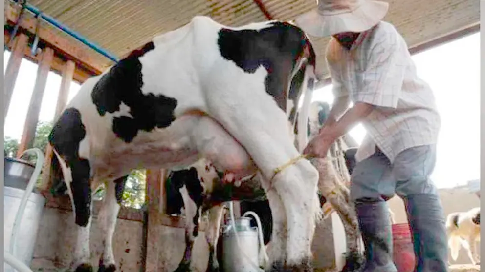 GOBIERNO PROPONE A PRODUCTORES SUBIR 50 CENTAVOS POR LITRO DE LECHE