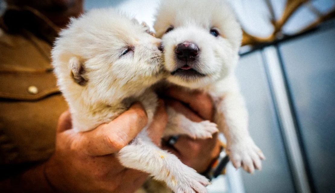 CIENTÍFICOS ASEGURAN QUE RESUCITARON AL «LOBO TERRIBLE» EXTINTO HACE UNOS 12.500 AÑOS