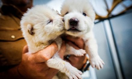 CIENTÍFICOS ASEGURAN QUE RESUCITARON AL «LOBO TERRIBLE» EXTINTO HACE UNOS 12.500 AÑOS