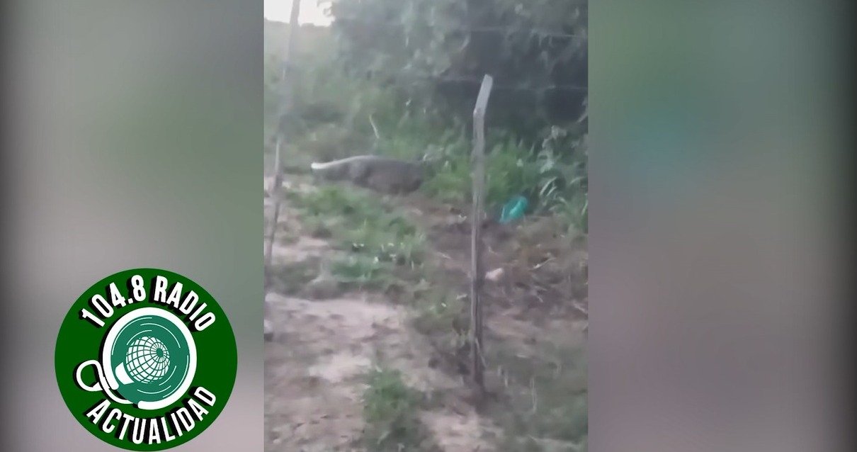 VECINOS ENCUENTRAN UN LAGARTO EN UN BARRIO DE LA GUARDIA