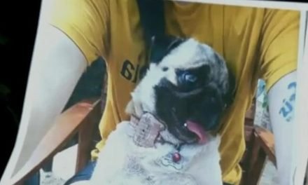 OFRECEN BS 20 MIL DE RECOMPENSA POR UNA PERRITA ROBADA LLAMADA «DANNA»