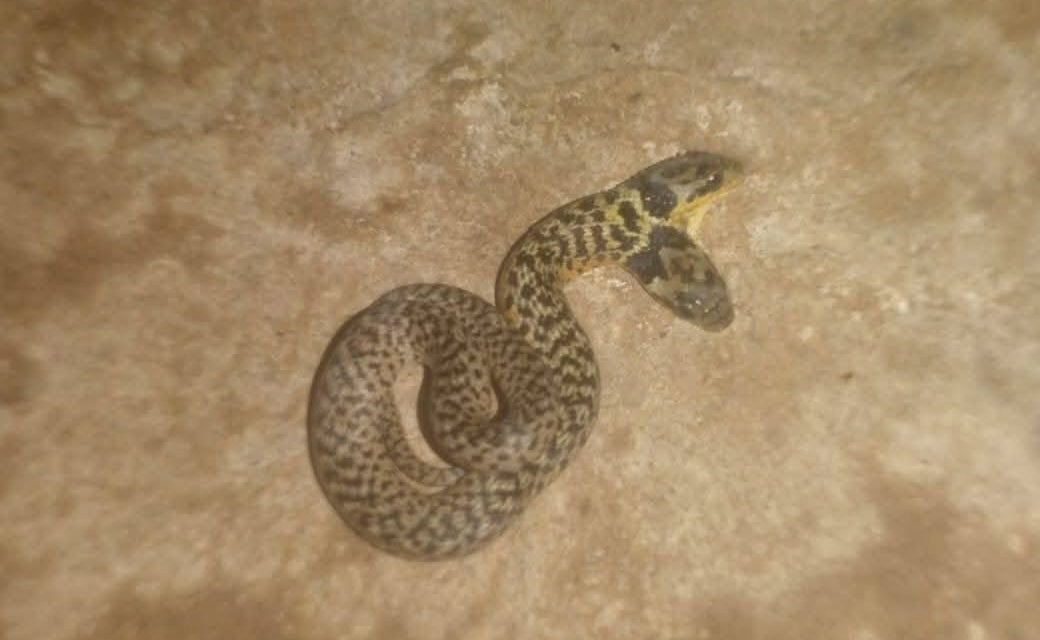 HALLAN UNA SERPIENTE DE DOS CABEZAS EN SAN IGNACIO DE MOXOS