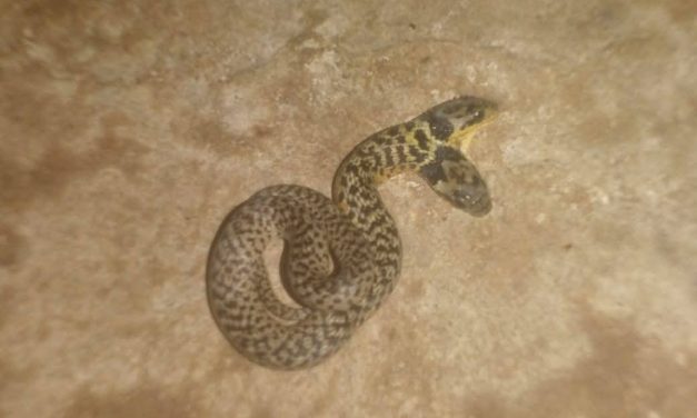 HALLAN UNA SERPIENTE DE DOS CABEZAS EN SAN IGNACIO DE MOXOS