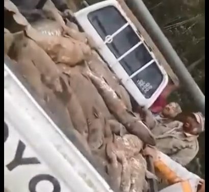 PESCADORES DEL RÍO GRANDE SORPRENDEN CON UNA INUSUAL PESCA DE SURUBÍES