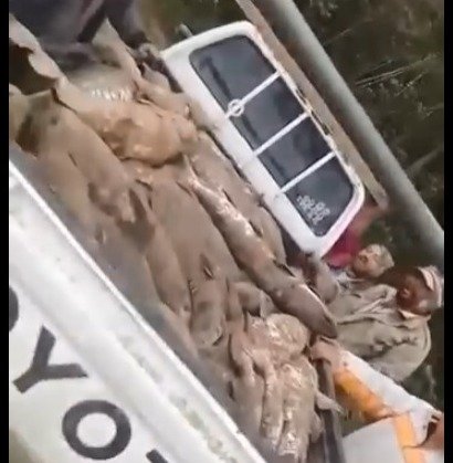 PESCADORES DEL RÍO GRANDE SORPRENDEN CON UNA INUSUAL PESCA DE SURUBÍES