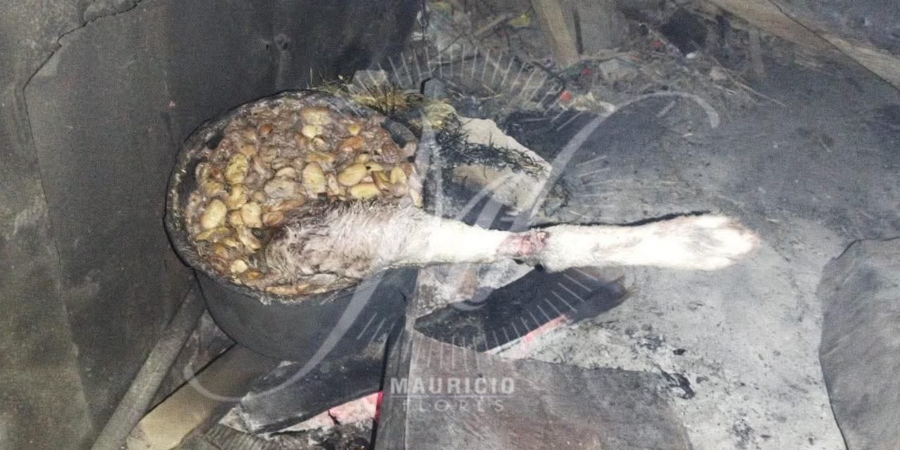 HALLAN LA PIERNA DE UN PERRO EN UNA OLLA EN LLALLAGUA