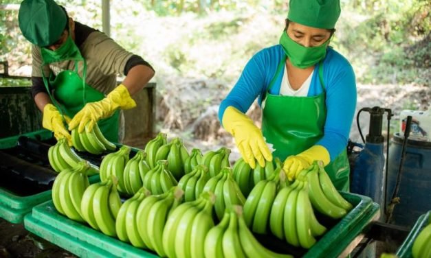 BANANEROS DEL TRÓPICO A PUNTO DE EXPORTAR A BRASIL Y SUEÑAN CON EUROPA