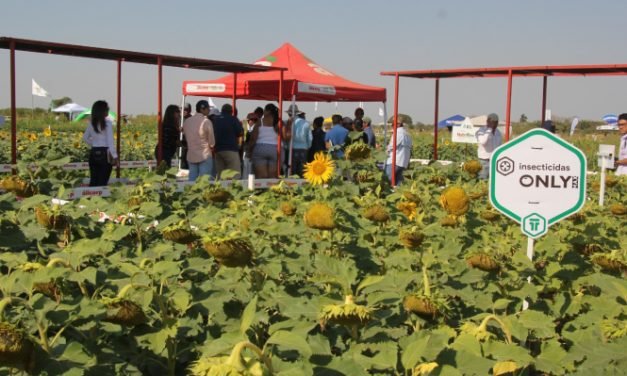 DÍA NACIONAL  DEL GIRASOL EN SAN JULIÁN IMPULSA INNOVACIÓN AGRÍCOLA
