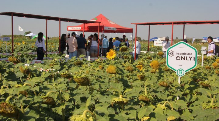 DÍA NACIONAL  DEL GIRASOL EN SAN JULIÁN IMPULSA INNOVACIÓN AGRÍCOLA