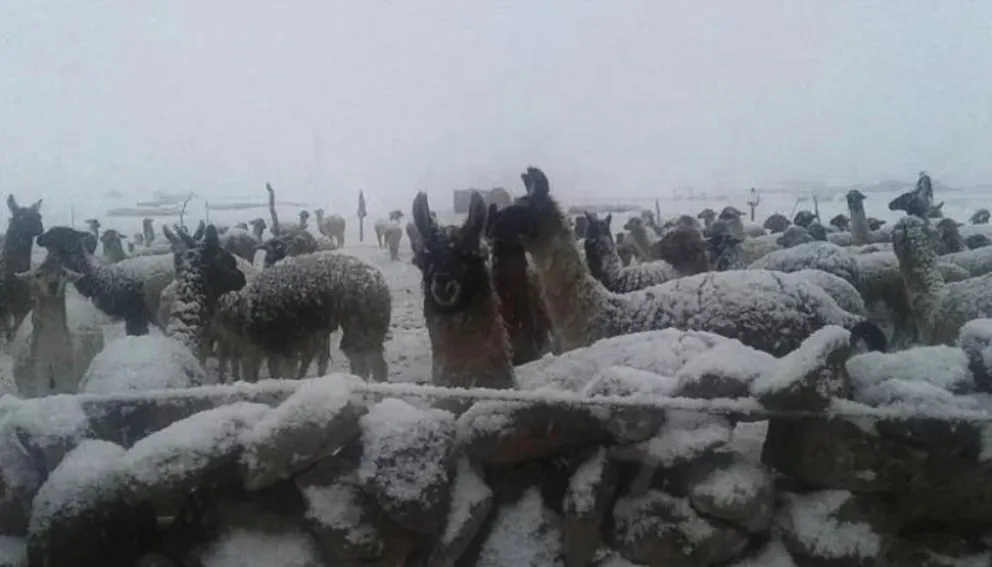 EMERGENCIA POR NEVADA EN POTOSÍ Y TARIJA