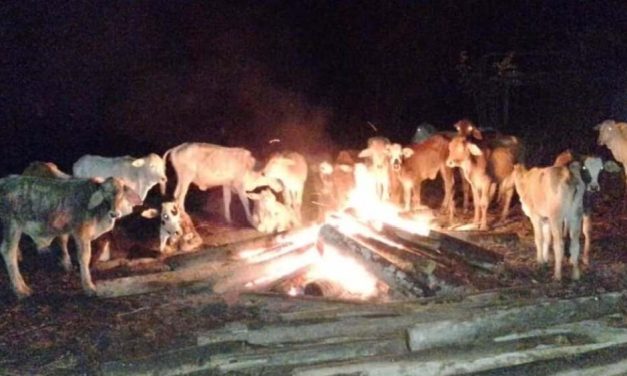 GANADEROS HACEN FOGATAS PARA PROTEGER AL GANADO DEL FRIO