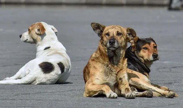 EL 21 DE JULIO ES EL DÍA MUNDIAL DEL PERRO